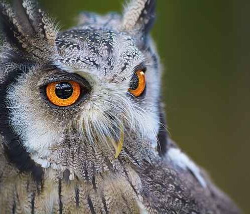 Jak wybrać namiot na deszczowe lato w Polsce góry – odporność i wygoda